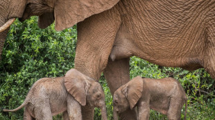 Rare baby elephant twins born in Kenya