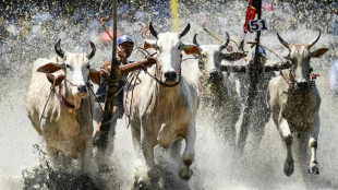 Au Vietnam, les populaires courses de boeufs font leur retour