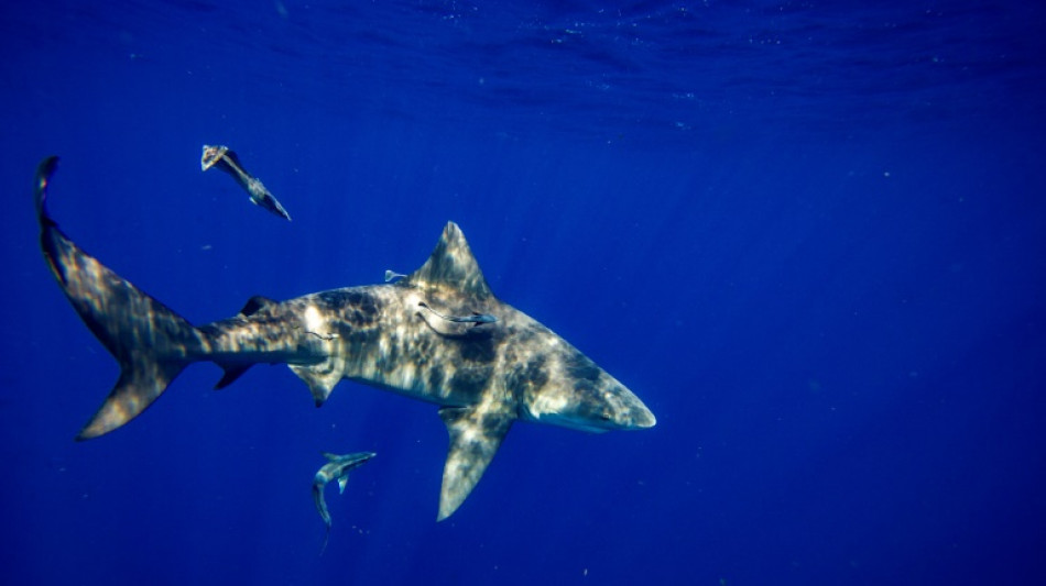 American woman killed by shark while snorkeling in Bahamas