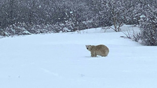 Look! A polar bear meanders way down south in Canada