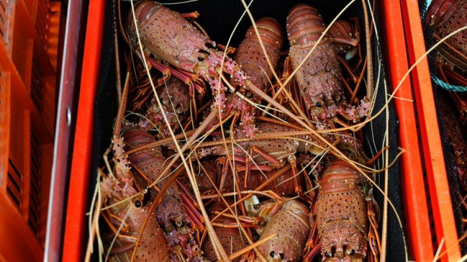 China lifts rock lobster ban, bringing end to Australian trade barriers