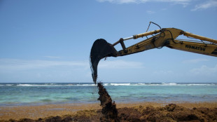 'Nightmare': Stinky seaweed smothers French Caribbean beaches