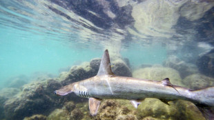 Seltene Hammerhai-"Kinderkrippe" vor den Galápagos-Inseln entdeckt