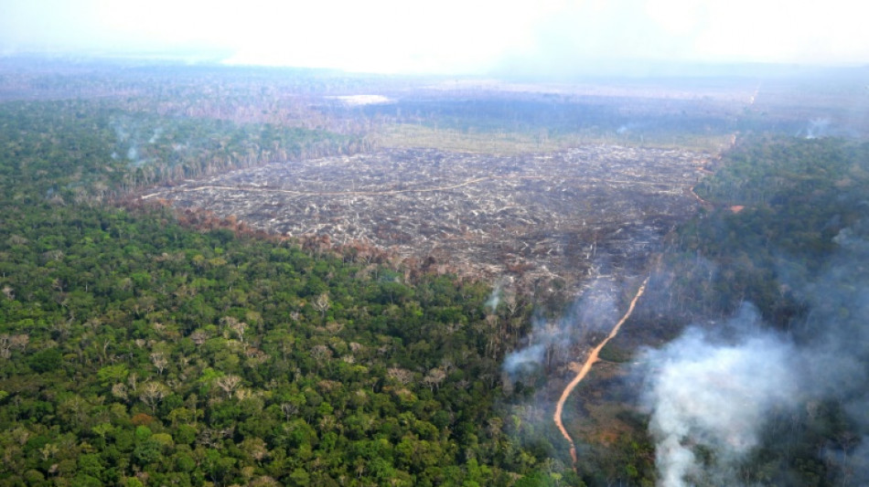 La Comisión Europea cede a presiones y propone aplazar la aplicación de la ley contra la deforestación