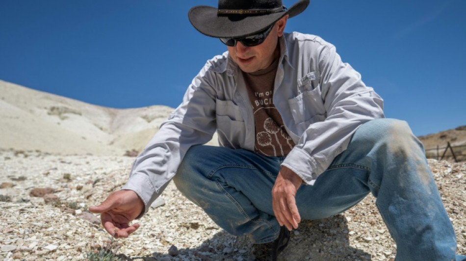 Au Nevada, une fleur unique au monde menacée par une mine de lithium