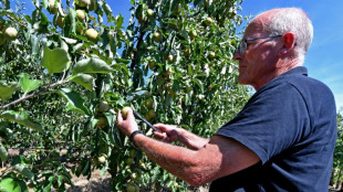 Dans les vergers, des arbres fruitiers à l'épreuve de la sécheresse