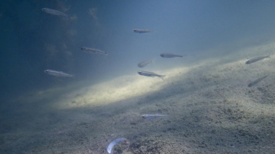 La corbicule, la palourde invasive qui filtre la Loire à outrance