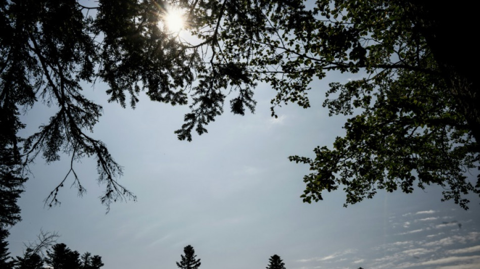 Dans le massif montagneux du Bugey, gérer la forêt face à "l'incendie climatique" 