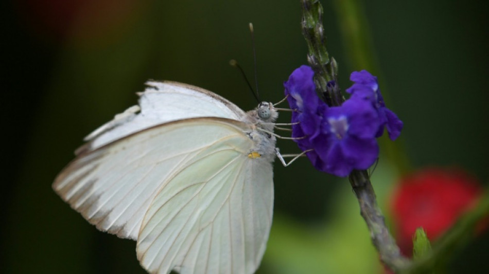 Hälfte aller Schmetterlingsarten in Großbritannien stark gefährdet