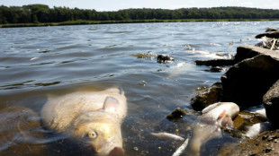 Lemke: Fische in der Oder möglicherweise durch chemische Substanzen vergiftet