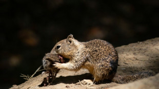 De charmants prédateurs: en Californie, des écureuils assoiffés de sang, selon une étude