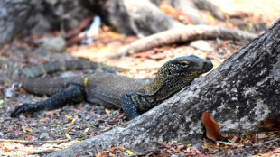 Indonesian tourism workers strike over Komodo park price hike