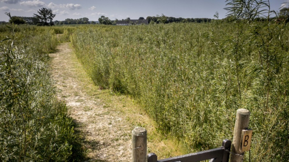 Plus de deux semaines sans pluie : Sécheresse inédite au Danemark depuis 2006