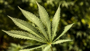 Ermittler entdecken in Hessen dreistöckige Cannabisplantage in Haus