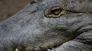 La vie en sursis du crocodile de l'Orénoque, plus grand prédateur d'Amérique du Sud