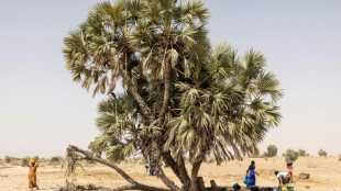 Les tropiques menacées de canicules "dangereuses" plus de la moitié du temps, selon une étude