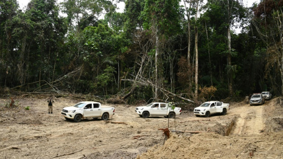 Brazil responds to less than 3% of deforestation alerts: study