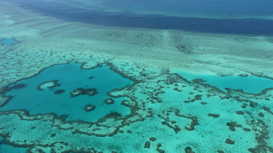 Sigue el deterioro de la Gran Barrera de Coral, según expertos de la Unesco