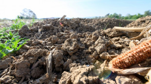 Landesregierung in Nordrhein-Westfalen rechnet wegen Dürre mit Ernteeinbußen