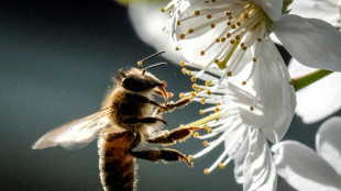 Gericht spricht Imker Schadenersatz für Glyphosat im Honig zu