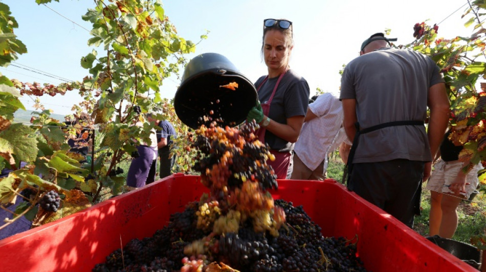 Legado e innovación en un viñedo francés para luchar contra las enfermedades