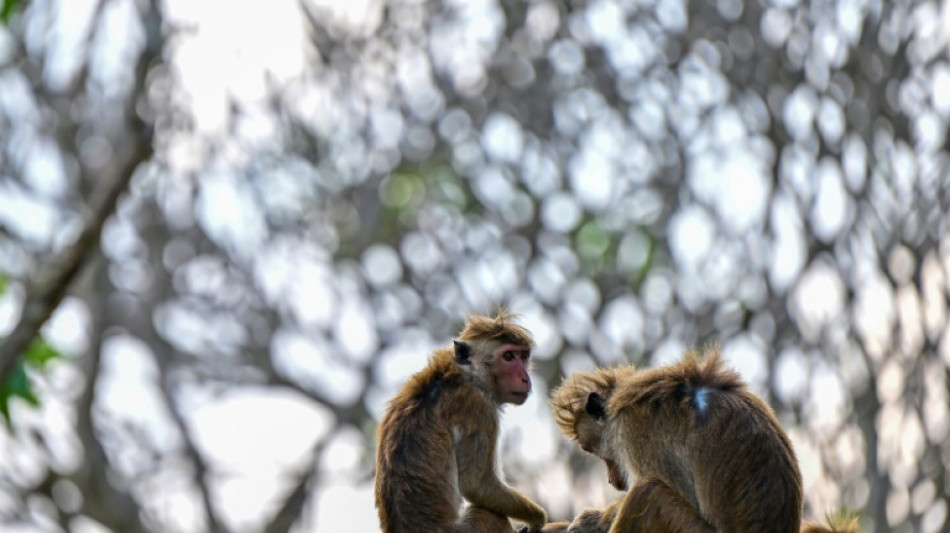 Com a idade, os macacos se isolam socialmente, como os humanos