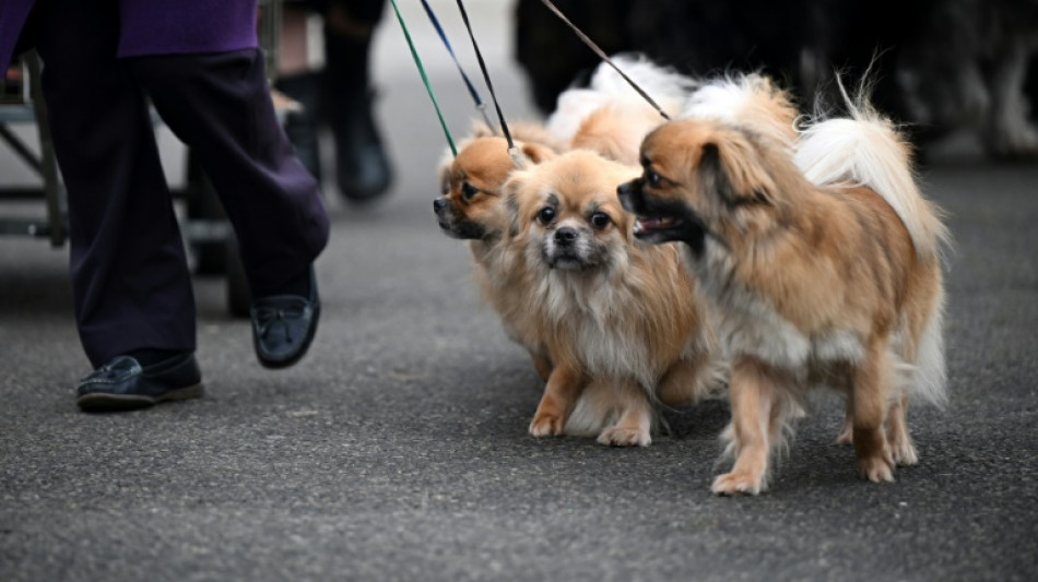 Les amoureux des chiens se retrouvent à Birmingham pour le prestigieux salon canin Crufts