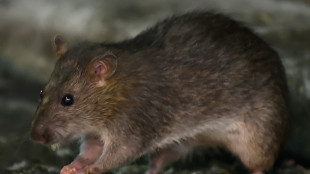 La Tanzanie identifie une mystérieuse maladie comme étant "la maladie du rat"