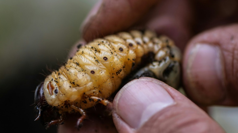 In Colombia, hungry beetle larvae combat trash buildup