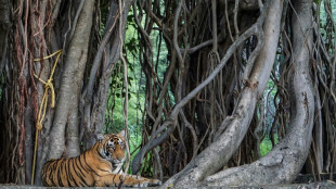 Mulheres na Índia são vítimas da tecnologia para vigiar a fauna selvagem