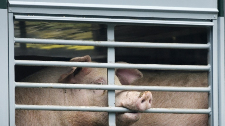 Tierschützer decken Tierquälerei bei sieben Westfleisch-Zulieferern auf