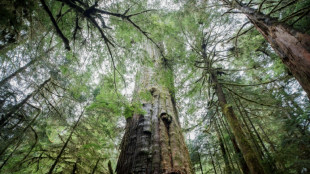 Studie: Selbst moderater Klimawandel bedroht die borealen Wälder