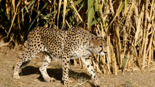 Second endangered cheetah cub dies in Iran: state media