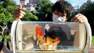 Taiwaner fährt seine Goldfische regelmäßig im Buggy spazieren