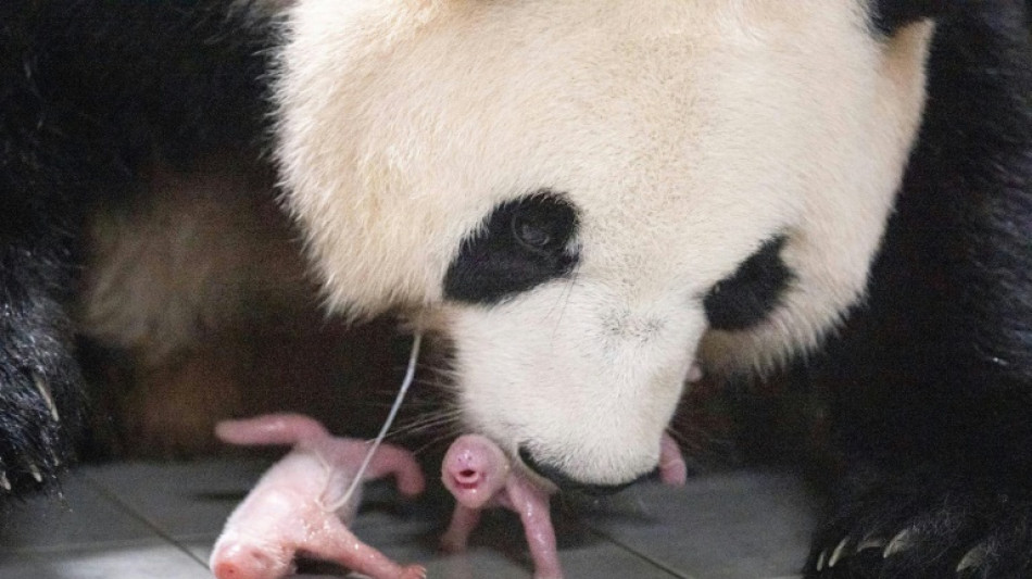 La Corée du Sud s'émeut de la naissance de pandas géants jumeaux