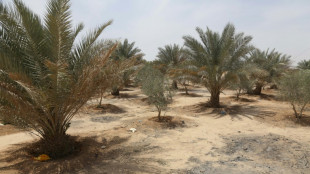 Iraq 'green belt' neglected in faltering climate fight