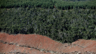 Bericht: Zerstörung von Brasiliens Atlantischem Regenwald hat drastisch zugenommen