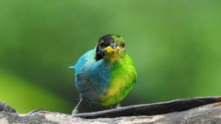 Moitié femelle, moitié mâle, un rare oiseau observé en Colombie