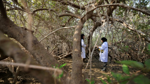 Oman fait revivre ses mangroves, un puits de carbone menacé par le changement climatique