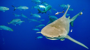 Weltartenkonferenz vor "historischer" Entscheidung zum Schutz der Haie