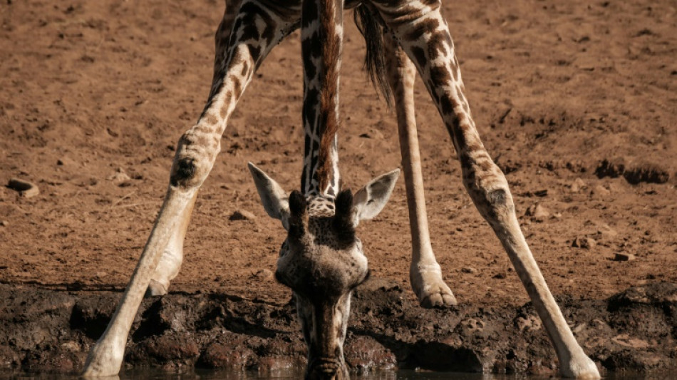 Deutsche Tageszeitung - Rare twin giraffes born in Kenya