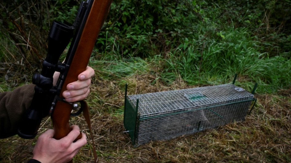 Belgium struggles with spread of 'invasive' raccoons