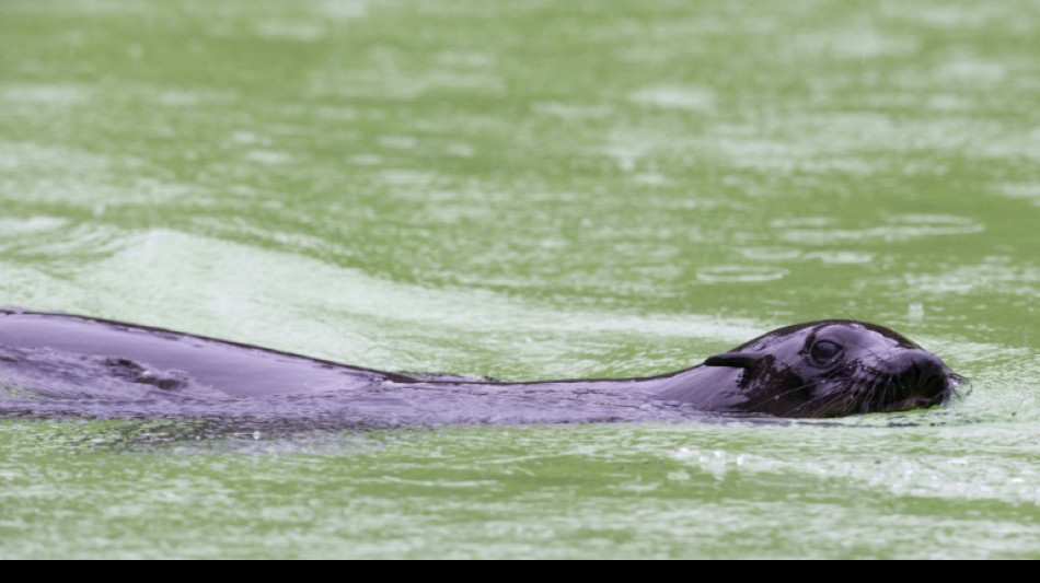 Sudáfrica lanza advertencia tras ataque de una foca en una playa