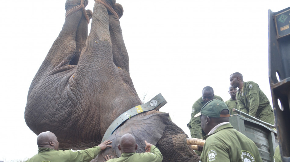 Residenti invadono riserva, il Kenya trasferisce 50 elefanti