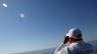 Albania pushes out boat to save world's rarest seal