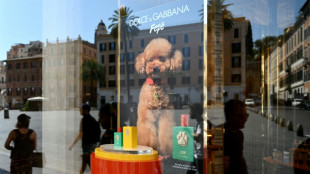 Dolce&Gabbana bringt Parfüm für Hunde auf den Markt - Kritik von Tierschützern  