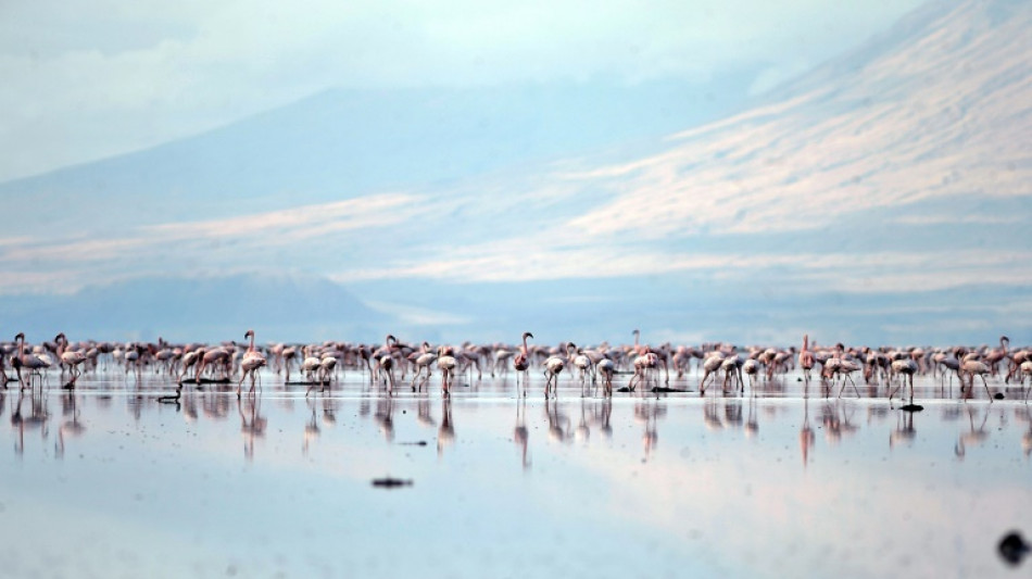 L'avenir des flamants roses d'Afrique menacé par la montée des eaux, alerte une étude 