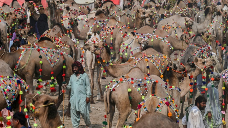 Fewer buyers for Eid camels as Pakistanis count the rupees