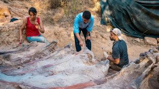 Womöglich größter Dinosaurier-Fund Europas in Portugal ausgegraben