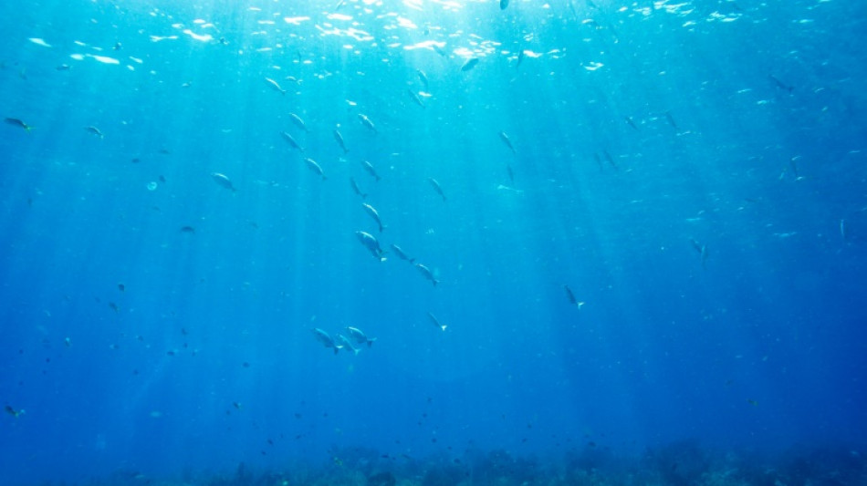 Les canicules marines n'affectent pas l'abondance des poissons, selon une étude